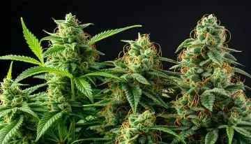 Maine Town Applies Medical Cannabis Fees to Recreational Licenses Pending Cost Review
